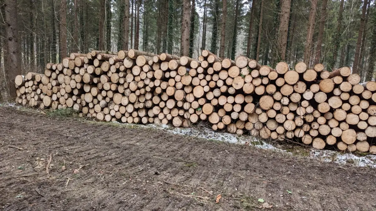 Holzhaufen aus gerücktem Holz im Wald nach Forstarbeit